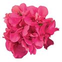 Afbeelding van Geranium Hang P12 Double Medio Ana